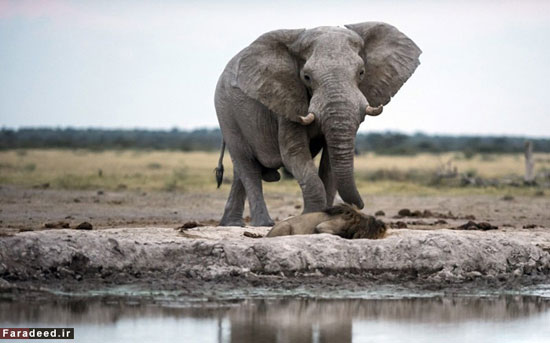 فرار شیر نر از ترس فیل +عکس