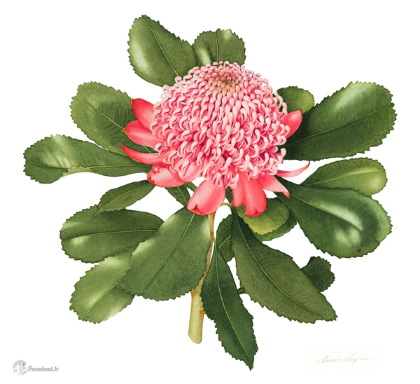 هنر نقاشی و طراحی در نمایشگاه گیاهان استرالیا