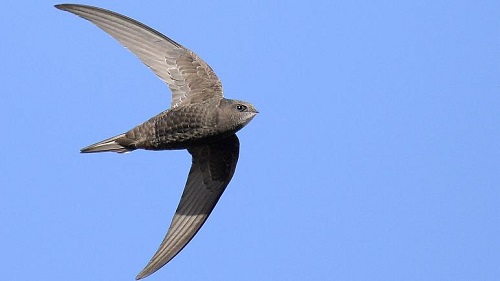 رکورد باورنکردنیِ سریع‌ترین پرنده مهاجر جهان