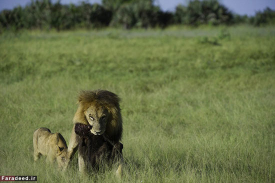 نبرد گاومیش شجاع با گله شیرها +عکس