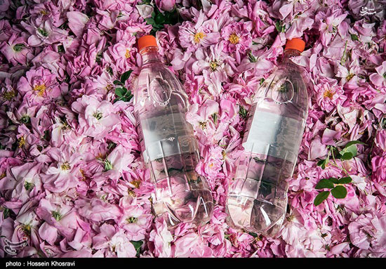 عکس: گلاب گیری در میمند فارس