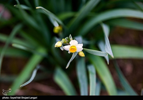 عکس‌های برداشت گل نرگس از مازندران دل‌تان را می‌برد