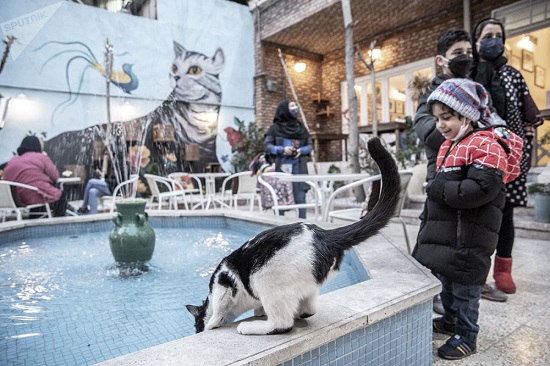 کافه گربه در تهران