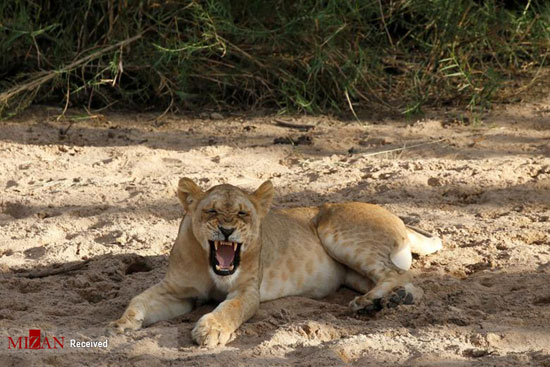 حیات وحش تانزانیا