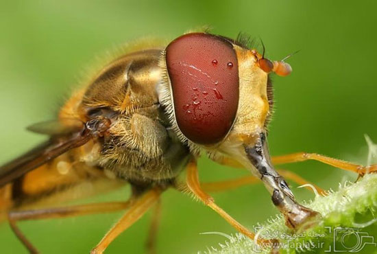 عکس: نمایی دیدنی از حشرات باران خورده!