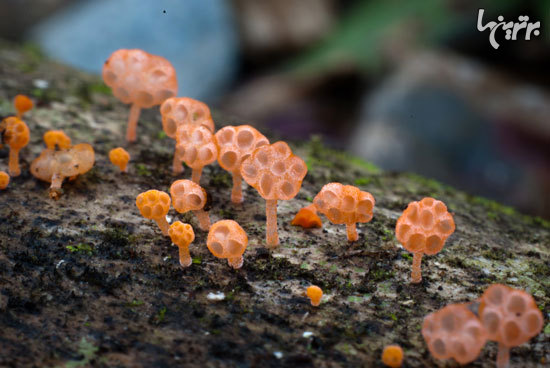 قارچ‌های زیبا و ناشناخته جنگل‌های دورافتاده اکوادور