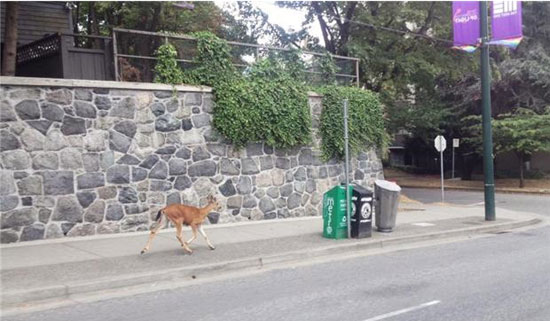 گشت و گذار یک بچه آهو در ونکوور +عکس