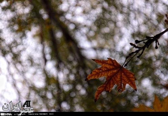 عکس: پاییز فصل هزار رنگ