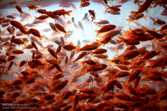 عکس: بازار فروش ماهی قرمز