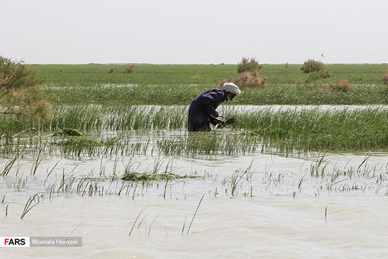 حالِ خوبِ «هامون»