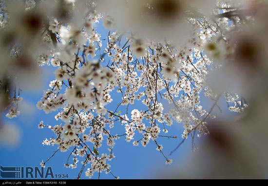 شکوفه‌های درختان در فصل سرما