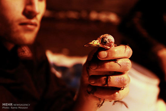 شکار گنجشک، تفریح شبانه جوانان +عکس