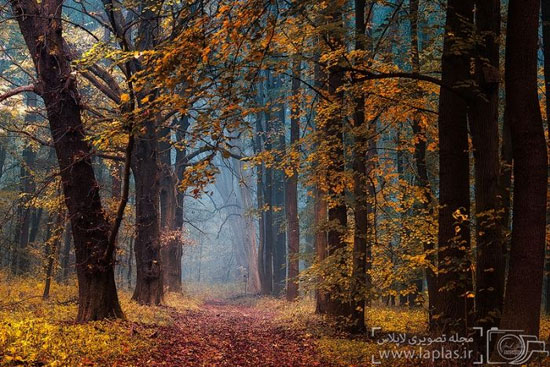 عکس: زیبایی مسحور کننده پاییز در جنگل