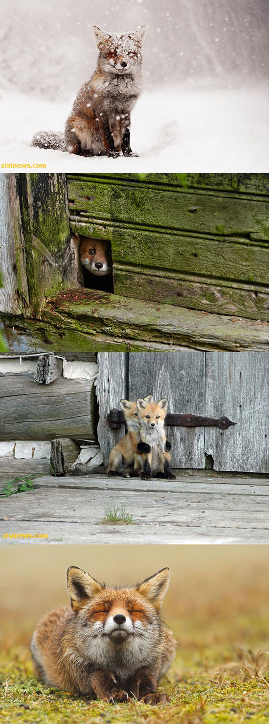زیباترین گونه های روباه در جهان +عکس