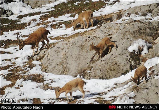 تصاویر: طبیعت زمستانی پارک ملی گلستان