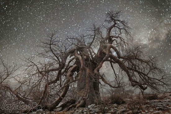 عکس: درختان کهنسال در جنگلی از ستارگان
