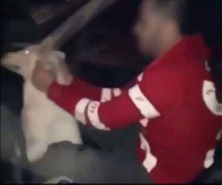 فرد «سگ آزار» در خوزستان دستگیر شد