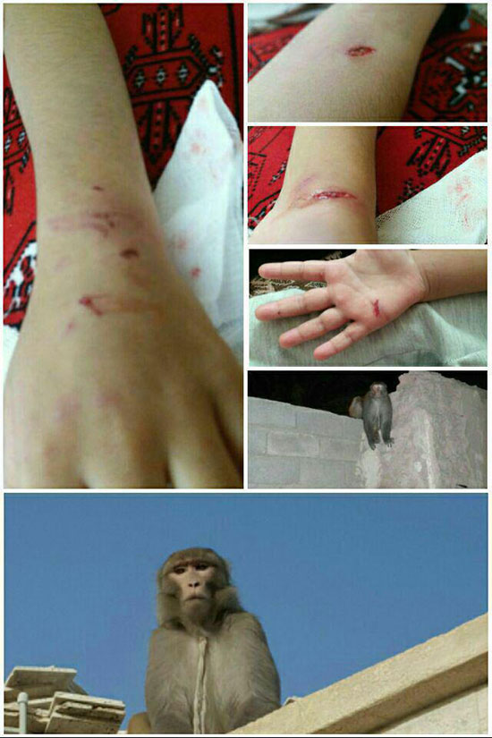 حمله میمون ها به دانش آموزان سراوانی