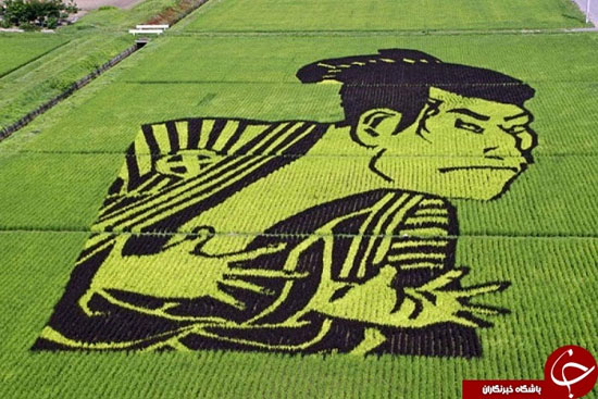 خلاقیت برنج کاران ژاپنی +عکس