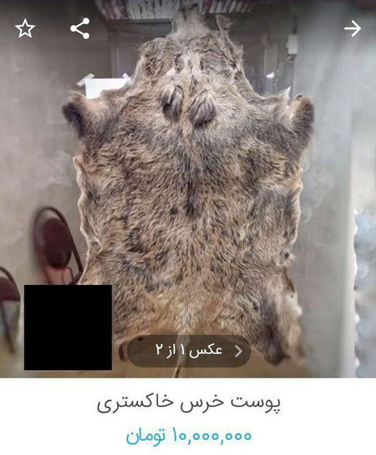 حراج گسترده وحوش خشک‌ شده در فضای مجازی