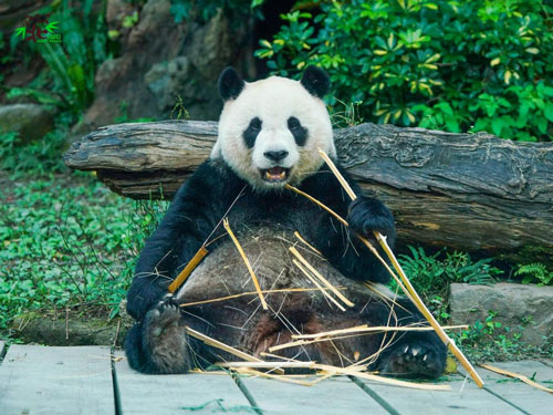 برنامه باغ‌وحش تایوان برای لاغر کردن پاندا‌ها