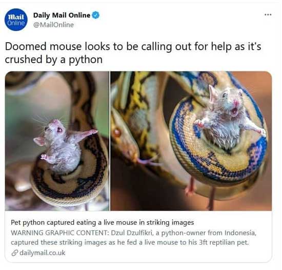 عکس دیلی میل از درخواست کمک یک موش!