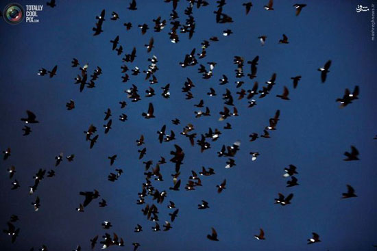 نورباران آسمان توسط کبوتر ها +عکس