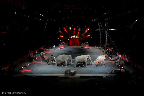 آخرین نمایش فیل ها