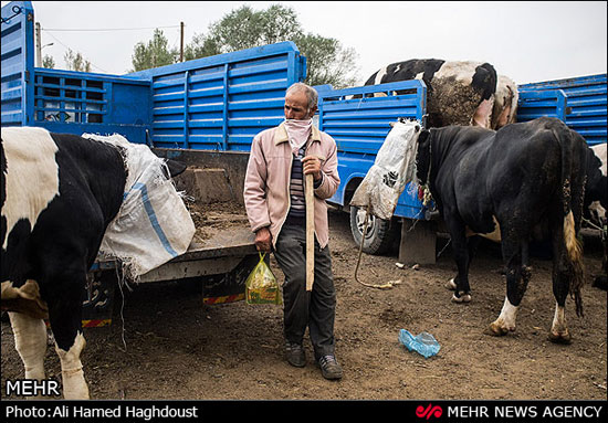 عکس: بازار دام در آستانه عید قربان