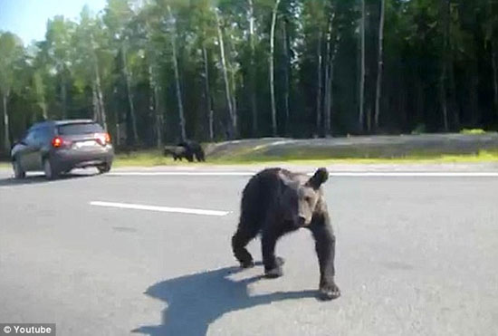 خرس های گدا در جاده های روسیه +عکس