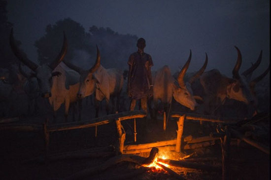 مونداری؛ قبیله‌ای که برای گاوهای خود جان می‌دهند
