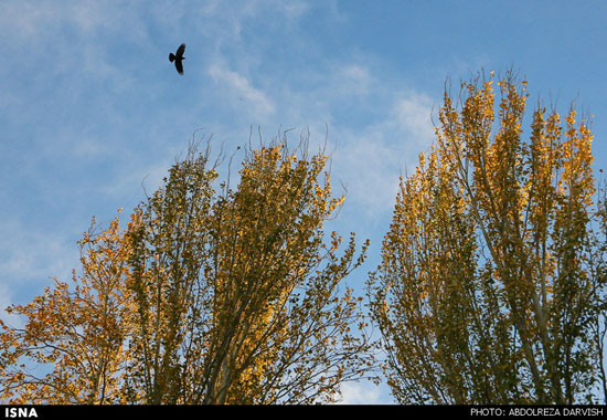 عکس: پاییز طلایی نصف جهان