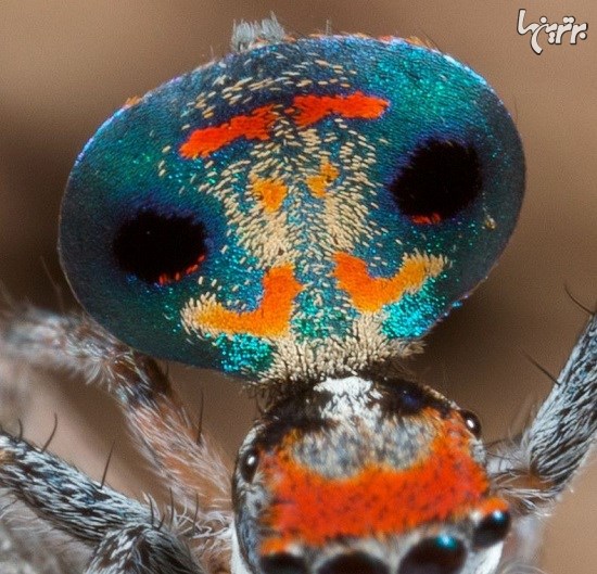عنکبوت طاووسی؛ زیباترین عنکبوت دنیا