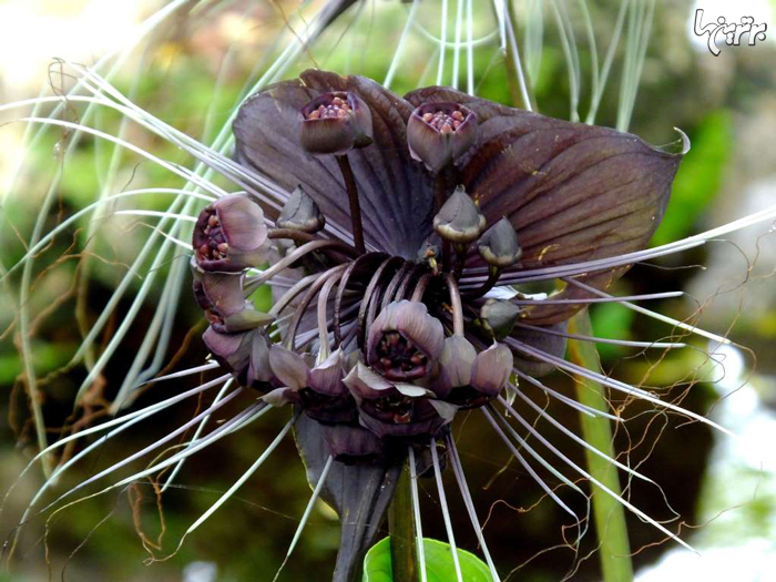 عجیب و غریب‌ترین گل‌های سراسر جهان