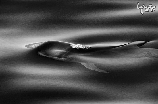 نتیجه 25 سال عکاسی از وال‌ها و دلفین‌ها