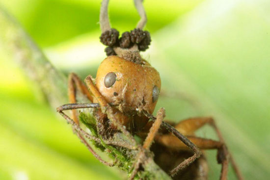این قارچ انگلی مورچه ها را زامبی میکند