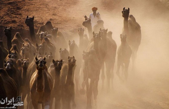 جشنواره شترها در هندوستان +عکس