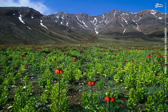 عکس+گل همیشه گریان