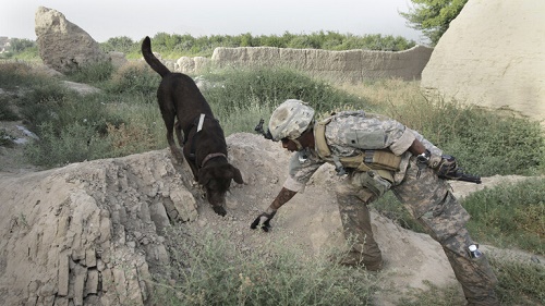 بی‌وفایی آمریکا به سگ‌های وفادارش در افغانستان