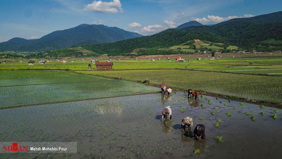 آماده سازی و کاشت برنج در کشتزار‌های مازندران