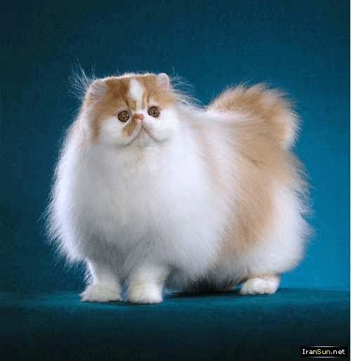 گربه ایرانی (Persian Cat) دوست داشتنی