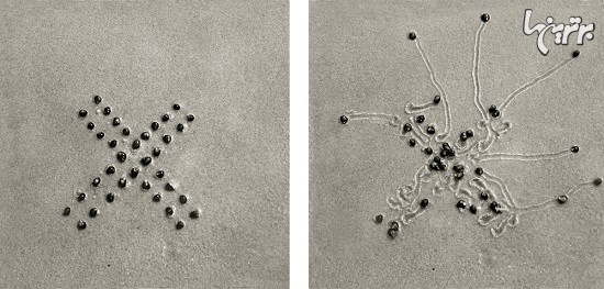 بیست سال عکاسی از مسیرحرکت حلزون ها