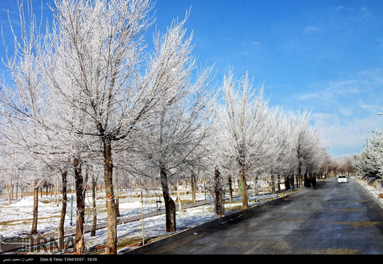عکس: یخ زدن درختان در شهرکرد