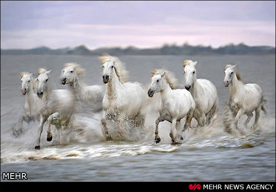 تصاویری زیبا از اسب‌های سفید وحشی