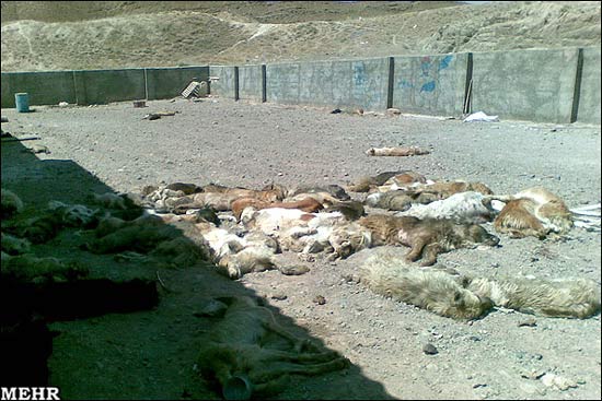 سگ کشی بیرحمانه در تبریز! + عکس