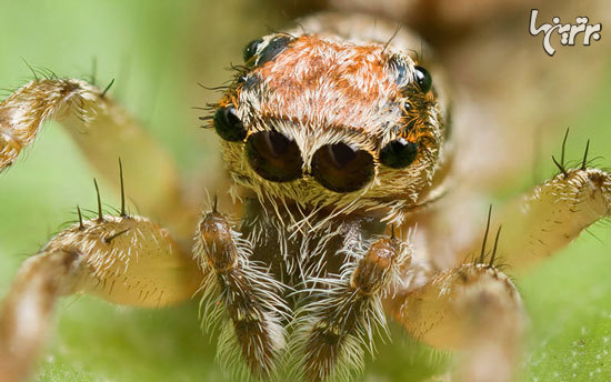 عنکبوت‌ها و دانستنی‌های جالبی درباره آن‌ها