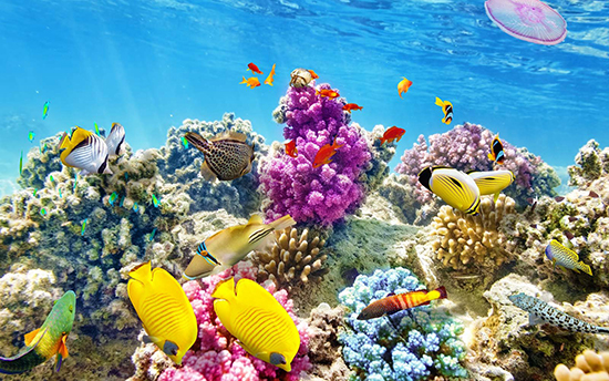 عجایب و شگفتی‌های دنیای زیر آب