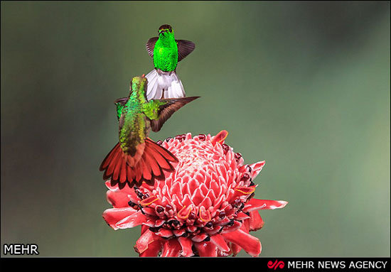 زیبایی‌های کوچک‌ترین پرنده جهان +عکس