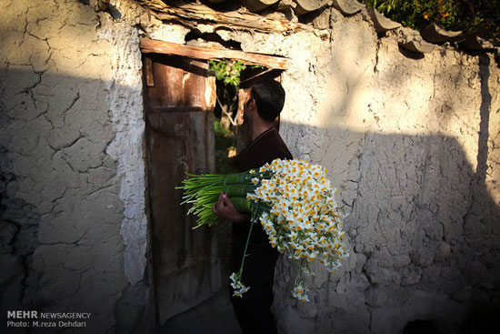 عکس: بهار نرگس‌زار های شیراز
