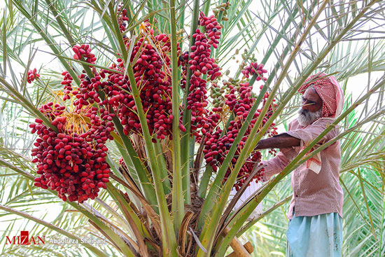 برداشت خرما از گرمترین مناطق هرمزگان